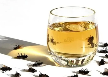 Los mejores trucos para ahuyentar moscas y cucarachas de casa