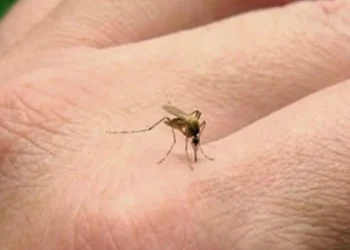 Una investigadora del Conicet afirma que en la Argentina aumentaron un 2500% los casos de dengue