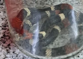 Provincia de Neuquén: una víbora coral mordió a dos jóvenes y realizaron un inédito operativo para obtener el suero antiofídico