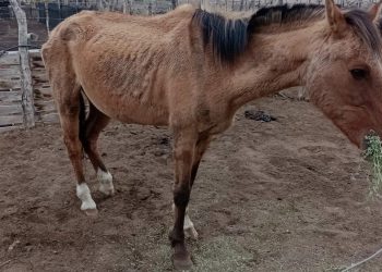 Crearon una fiscalía de delitos contra el medio ambiente y los animales en el Gran Mendoza