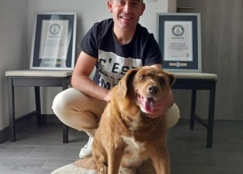 Le sacaron a Bobi el título del perro más longevo de la historia