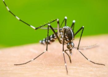 Dengue en Brasil: registraron 365.000 casos y al menos 40 muertes en el inicio de 2024