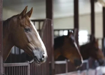 Confirman 42 casos de encefalitis equina en humanos en 30 municipios bonaerenses