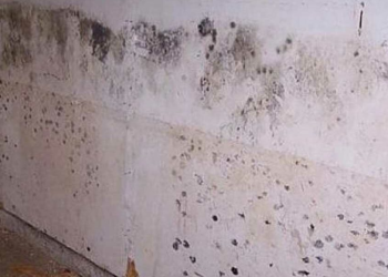 Las soluciones más efectivas para eliminar definitivamente el moho de una pared