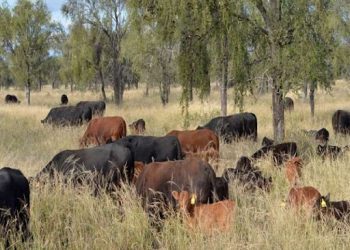 Avanzan en Mendoza las acciones para el plan de Manejo de Bosque con Ganadería Integrada