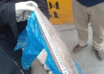 Se activó el decomiso del millonario cargamento de merluza negra