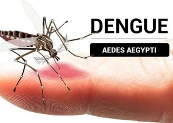 Cómo identificar al mosquito del dengue y en qué momento del día pica más