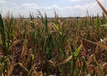 Recesión confirmada: el PBI cayó 1,6% en 2023 por la sequía, el impacto en la industria y el consumo