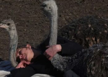 Abrazos de avestruz: la oferta en una granja de rescate de animales