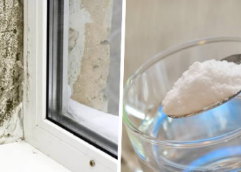 Cómo eliminar el moho de forma rápida, permanente y natural