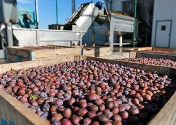 Producción de ciruela: afirman que muchos secaderos cerraron sus puertas