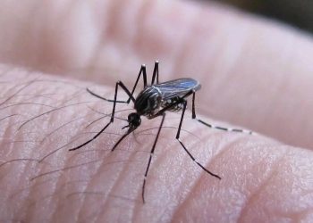 Dengue en San Rafael: “Más que alarma, lo que tenemos que tener es información”