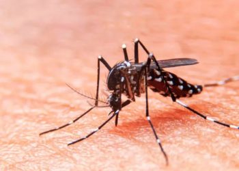 El ISCAMEN avanza en la técnica de machos estériles para combatir al mosquito del dengue