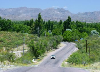 El Municipio relevará el Arbolado Público…interesante pero…