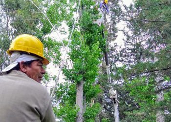 Relevamiento de árboles en ciudad y distritos para conocer su estado y plantar nuevos forestales