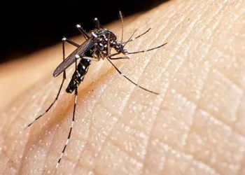 La recomendación clave de una especialista ante el avance del dengue en Mendoza
