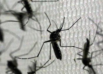 Lucha contra los mosquitos: cómo combatir el dengue, según la inteligencia artificial