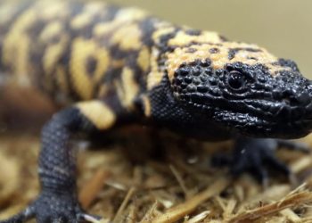 Murió tras ser mordido por un lagarto venenoso que compró para tener como mascota