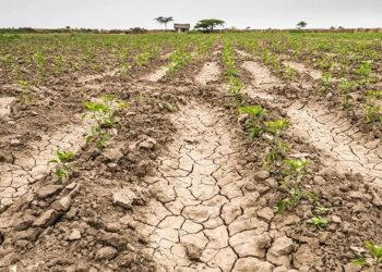 Mendoza prorrogó el estado de emergencia agropecuaria por la sequía hasta 2025