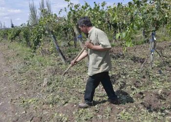 Por granizo y heladas: se adelantarán los pagos del Seguro y Fondo Compensador