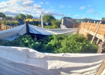 Tenían un “vivero” con plantas de marihuana que sobrepasaban la medianera de la casa
