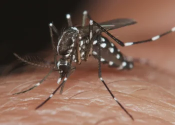 El dengue bate récords de casos y muertes en el país: los especialistas dicen que el pico todavía no llegó