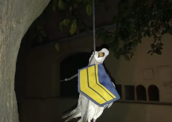 Córdoba: Encontraron una paloma muerta con una insignia policial y una bala en el pico