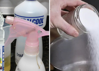 Cómo eliminar pulgas, hormigas y cucarachas de tu hogar para siempre