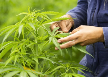 En el Bustelo: en mayo tendrá lugar la 1ª Exposición de Cannabis de Mendoza