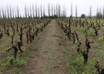 La Provincia anunció nuevas zonas incluidas en emergencia o desastre agropecuario