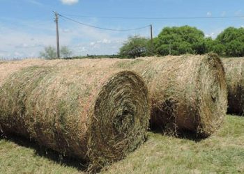 Segunda edición de la Jornada Dinámica en Alfalfa que organiza el INTA Rama Caída