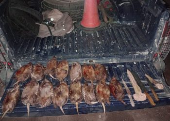 Dos cazadores furtivos fueron detenidos con 15 piches