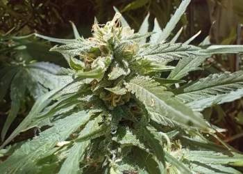 Cannabis medicinal: la revisión del Reprocann causó malestar en Mendoza