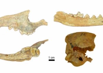 Especialistas de Oxford y la científica Cinthia Abbona hicieron un fascinante descubrimiento arqueológico en Cañada Seca