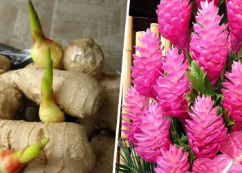 Cómo cultivar jengibre en casa: técnicas y cuidados