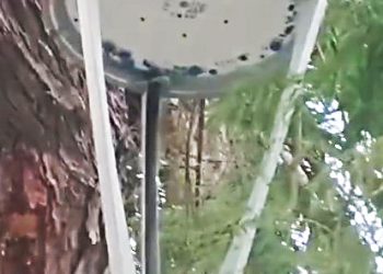 Delincuentes provocaron vandalismo en la plaza de Cuadro Nacional