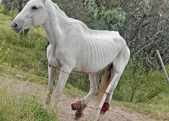 La yegua “Milagros” fue rescatada de un predio con una deficiente alimentación y salud