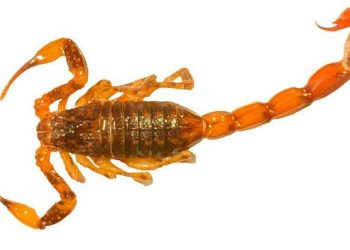 Detectaron la presencia de un escorpión venenoso en San Rafael: todos los detalles