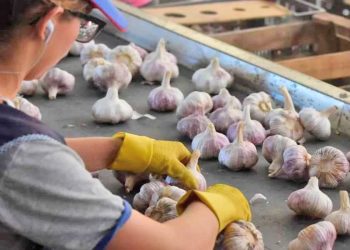 El mercado exportador de ajo mendocino atento al avance brasileño y una posible competencia china