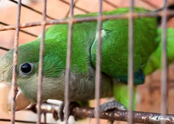 Psitacosis en Argentina: revelan una extraña e inesperada causa detrás del aumento de casos de neumonía