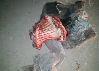 San Carlos: Sorprendieron a un hombre transportando carne vacuna faenada
