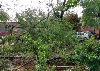 Viviendas inundadas, árboles caídos y voladuras de techo: lo que dejó el temporal en Mendoza