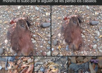 Cuatrerismo de un caballo en inmediaciones de El Molino: “Esa carne va a ser procesada y se venderá en el mercado negro”