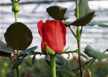 La forma más sencilla de cultivar decenas de rosas a partir de un solo tallo
