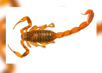 Ejemplar de escorpión venenoso en San Rafael: lo que revelaron los científicos