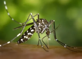 Brote de dengue en Argentina: ya son más de 230 mil los casos y 161 muertes