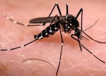 Brote histórico: Ya son 238 los fallecidos por dengue y más de 333 mil los casos confirmados