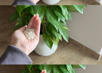 Por qué es conveniente echar un puñado de arroz en los maceteros de la casa