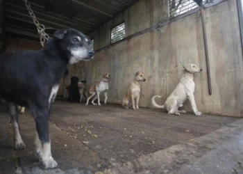 Las inundaciones en el sur de Brasil alcanzan el centro de la ciudad de Porto Alegre
