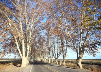 Hay preocupación por el deterioro creciente del arbolado público de Mendoza